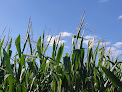 Pop Corn Labyrinthe AUCH (Castéra-Verduzan) - Labyrinthe Géant de Maïs Castéra-Verduzan