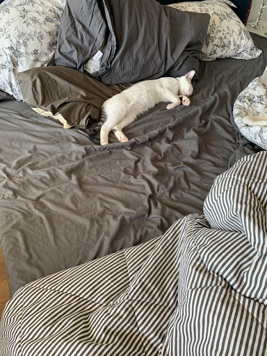 Pet Supply Store «PetSmart», reviews and photos, 220 Commerce Blvd, Fairless Hills, PA 19030, USA