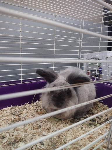 Pet Store «A to Z Pets», reviews and photos, 16010 SE Division St, Portland, OR 97236, USA