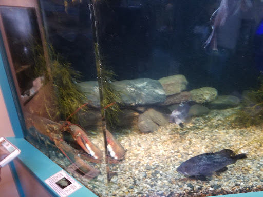 Aquarium «Maine State Aquarium», reviews and photos, 194 McKown Point Rd, West Boothbay Harbor, ME 04575, USA