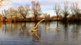 Lakitelki-tőzegbányatavak (Kisréti-tavak)