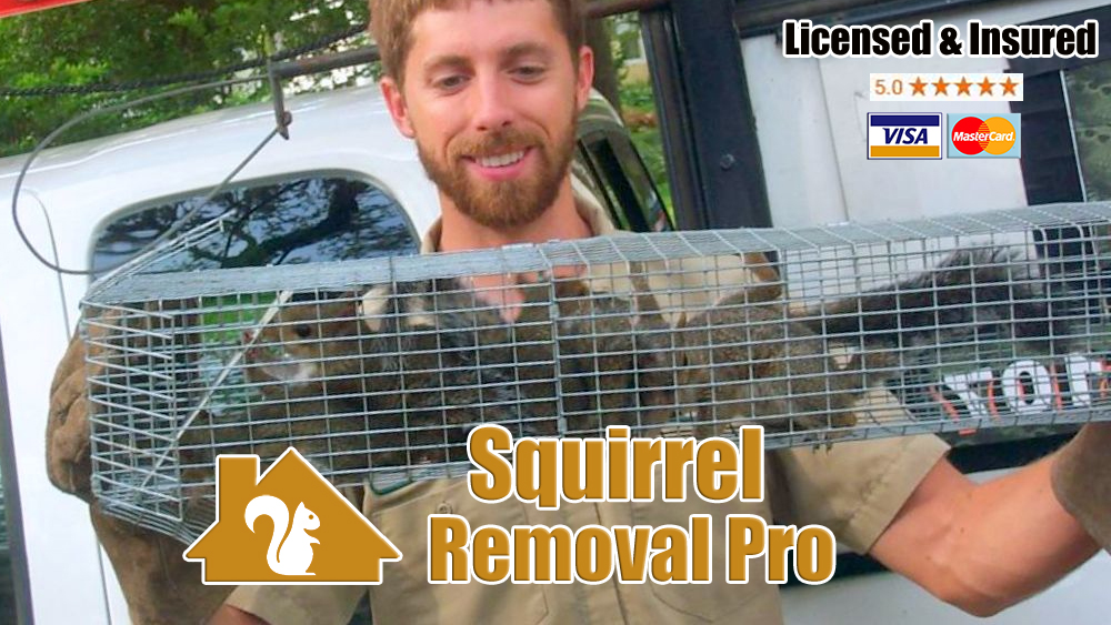 Squirrel Removal Pro Portland