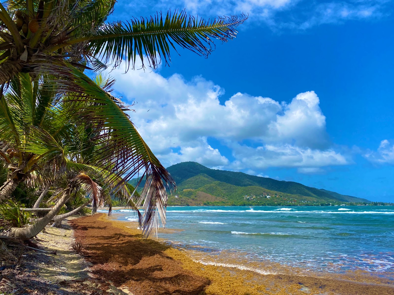 Playa Corsica'in fotoğrafı çok temiz temizlik seviyesi ile
