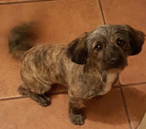 Pet Supply Store «Petco Animal Supplies», reviews and photos, 845 N Dobson Rd, Mesa, AZ 85201, USA