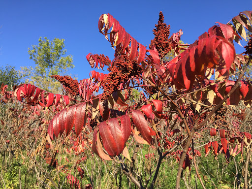 Park «Elm Creek Park Reserve», reviews and photos, 12400 James Deane Pkwy, Maple Grove, MN 55369, USA