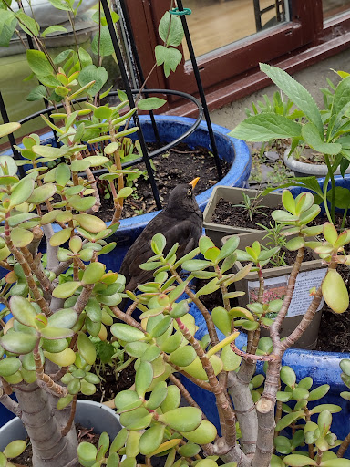 Convenience Store «Walgreens», reviews and photos, 1802 Main St, Chester, MD 21619, USA