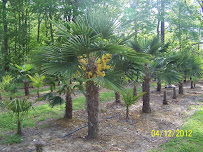 Bristow's Landscaping - Photo 7 - Car repair in Smithfield, VA, Newport News