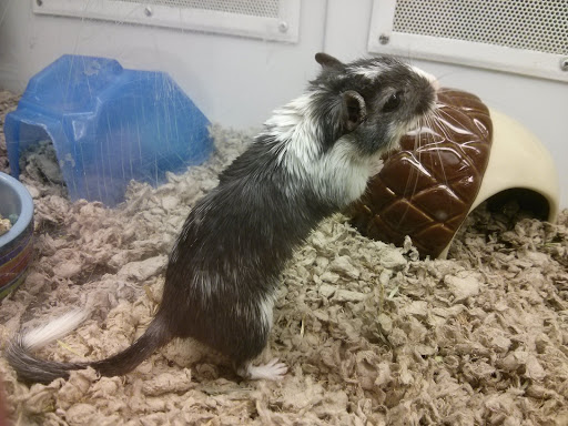 Pet Supply Store «Petco Animal Supplies», reviews and photos, 86 Storrs Rd, Mansfield Center, CT 06250, USA