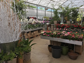Tulipa Garden Center