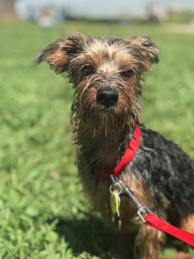 Pet Supply Store «Pet Supplies Plus», reviews and photos, 4856 Harvest Mill Way, Knoxville, TN 37918, USA