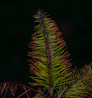 Saltwater State Park - photo 31