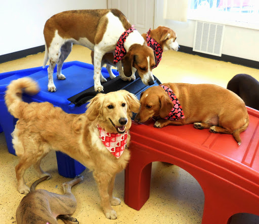 Pampered Pet Grooming