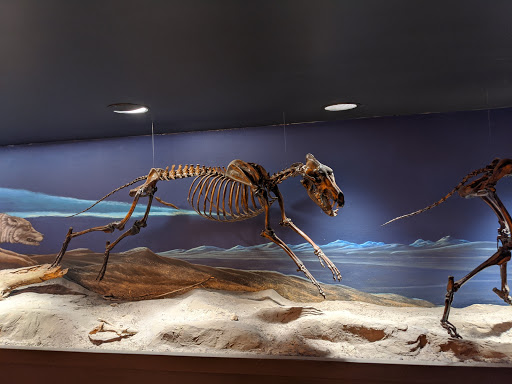 Museum «La Brea Tar Pits & Museum», reviews and photos, 5801 Wilshire Blvd, Los Angeles, CA 90036, USA