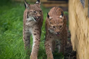 Hogshaw Farm & Wildlife Park image