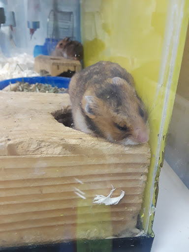 Pet Store «Petland Discounts - Graham Avenue», reviews and photos, 92 Graham Ave, Brooklyn, NY 11206, USA