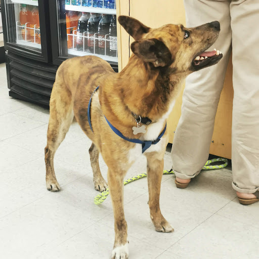 Craft Store «Michaels», reviews and photos, 1155 E Colorado Blvd, Pasadena, CA 91106, USA