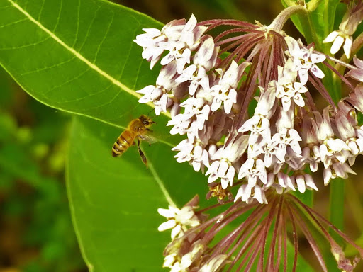 Nature Preserve «Reinstein Woods Nature Preserve», reviews and photos, 93 Honorine Dr, Depew, NY 14043, USA