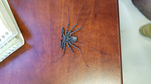 Reptile Store «Jurassic Pet Supplies», reviews and photos, 695 W Holt Ave #104, Pomona, CA 91768, USA