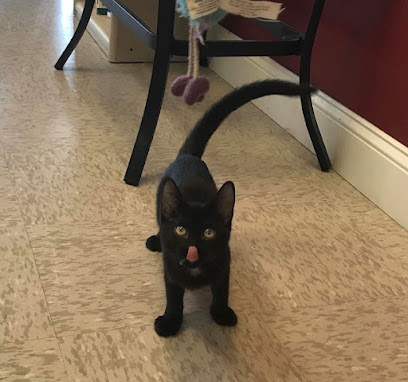 Black Cat Pet Sitting