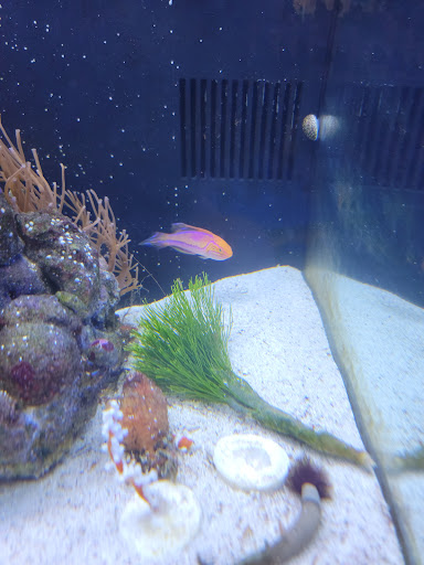 Tropical Fish Store «Fintastic Aquariums», reviews and photos, 3305 NW Main Ave, Jensen Beach, FL 34957, USA