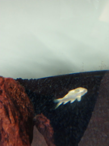 Pet Supply Store «Petco Animal Supplies», reviews and photos, 226 Thornton Drive, Dickson, TN 37055, USA