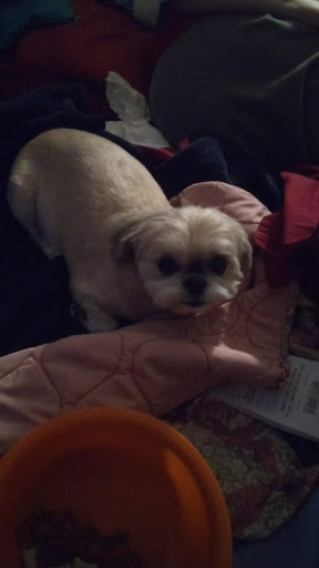 Pet Supply Store «PetSmart», reviews and photos, 3033 NY-50, Saratoga Springs, NY 12866, USA