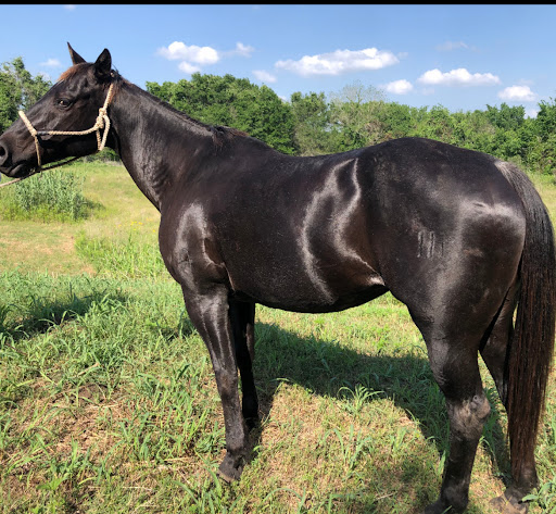 BDS Animal Supply ,LLC