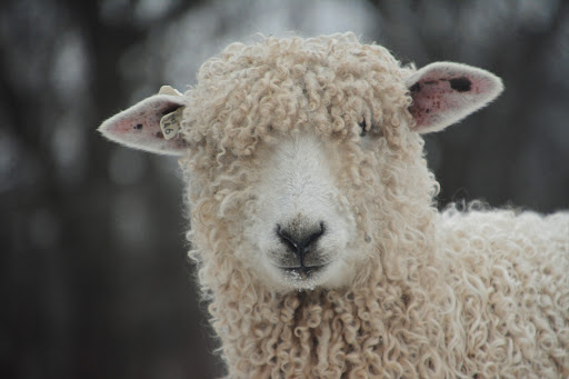 Windridge Fiber Farm