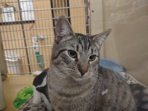 Pet Supply Store «PetSmart», reviews and photos, 2101 NJ-35, Holmdel, NJ 07733, USA