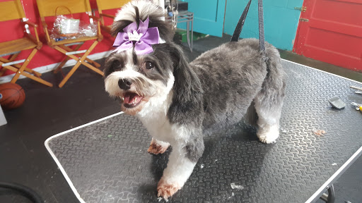 Pet Groomer «Precious Paws Pet Grooming», reviews and photos, 1807 Franklin St, Michigan City, IN 46360, USA