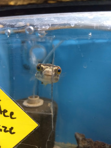 Aquarium «Tropical Treasures», reviews and photos, 3502 W Greenway Rd Suite 7, Phoenix, AZ 85053, USA