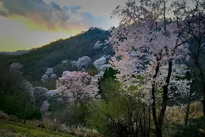 黒川・桜の森 image
