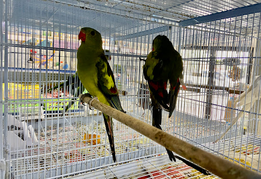 Pet Supply Store «Neighborhood Pet Shop», reviews and photos, 574 Hialeah Dr, Hialeah, FL 33010, USA