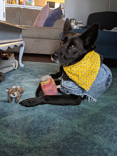 Pet Supply Store «Dog Krazy», reviews and photos, William St, Fredericksburg, VA 22401, USA