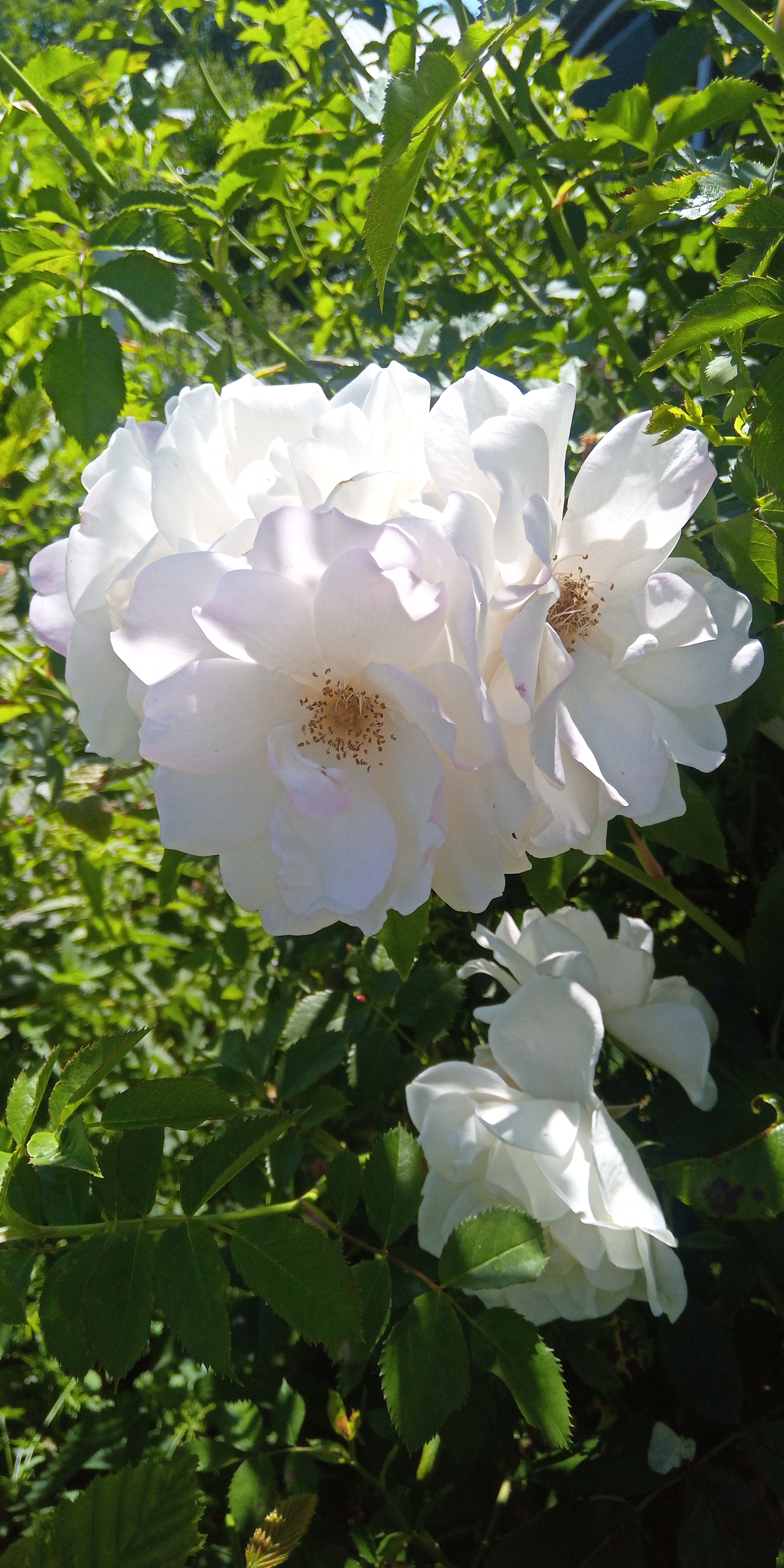 Photo n° 21 de l'avis de Didier.a fait le 29/05/2020 à 14:18