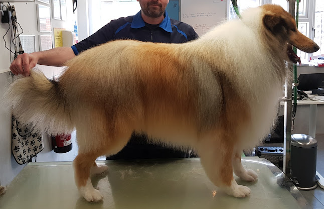 Chesters Dog Grooming - Southampton
