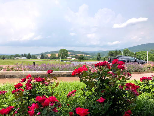 Winery «Big Cork Vineyards», reviews and photos, 4236 Main St, Rohrersville, MD 21779, USA