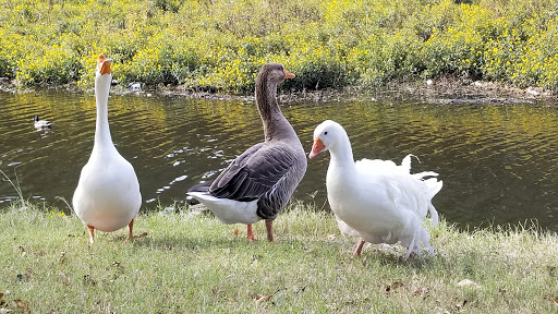 Park «Randol Mill Park», reviews and photos, 1901 W Randol Mill Rd, Arlington, TX 76012, USA