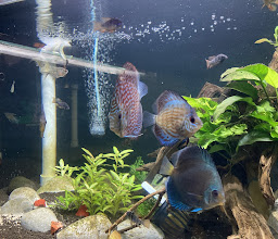 Acuario Biotopic & Garden photo