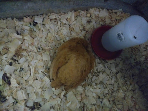 Poultry Farm «R Farm», reviews and photos, 1041 Farm-To-Market 2537, San Antonio, TX 78221, USA