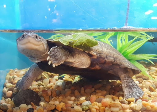 Pet Supply Store «PetSmart», reviews and photos, 15134 Crossroads Pkwy, Gulfport, MS 39503, USA