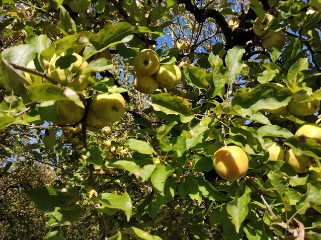 Producător Fructe - <nil>