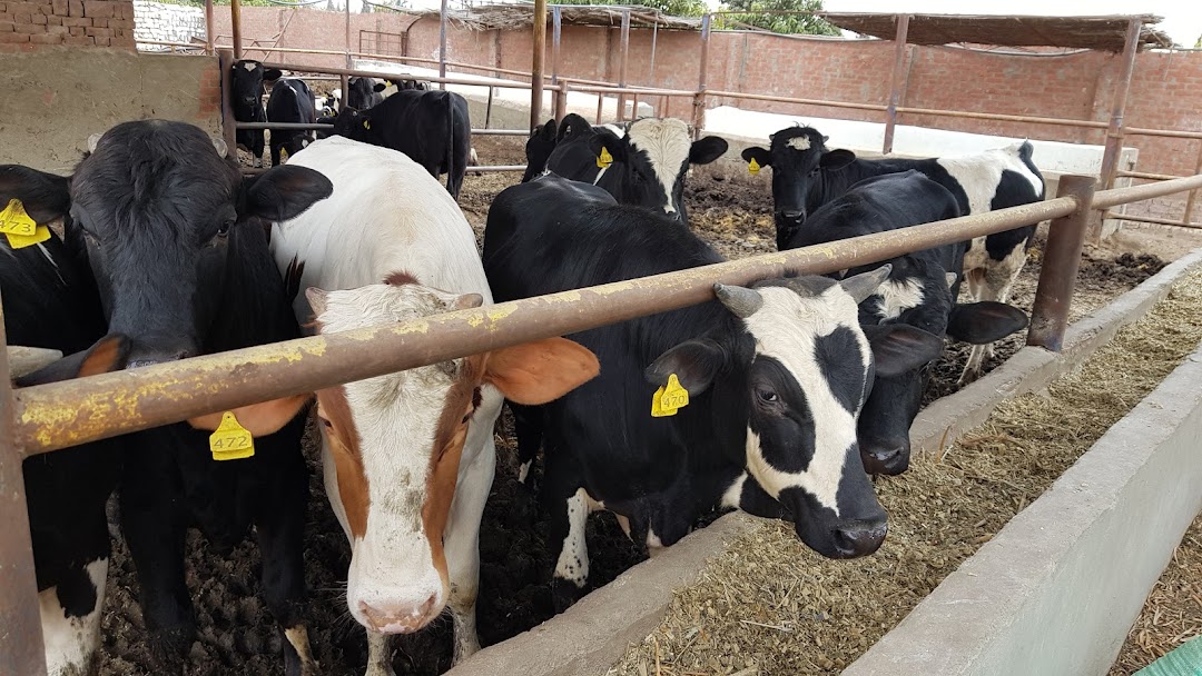 Family Farm for Cattle Fattening - مزرعة فاميلى فارم لتسمين العجول
