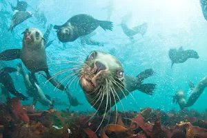 Animal Ocean Seal Snorkeling image