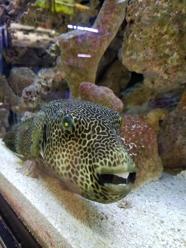 Pet Store «Moby Dick Pet Store Inc», reviews and photos, 3700 Sashabaw Rd, Waterford Twp, MI 48329, USA