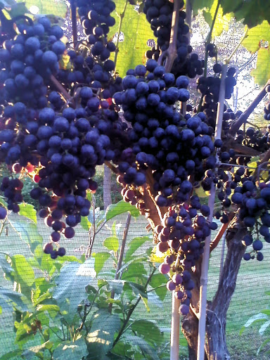 Vineyard «Rosabianca Vineyards», reviews and photos, 1536 Middletown Ave, Northford, CT 06472, USA