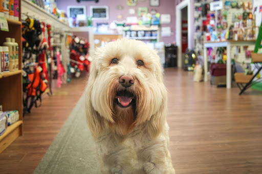 Pet Groomer «Pet-icure Pet Grooming & Supplies», reviews and photos, 89 Main St, Pepperell, MA 01463, USA