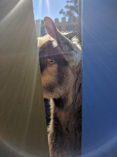 Tourist Attraction «Old Faithful Geyser of California», reviews and photos, 1299 Tubbs Ln, Calistoga, CA 94515, USA