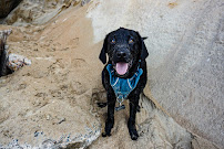 Pals That Wander - Photo 4 - Car repair in , Oceanside