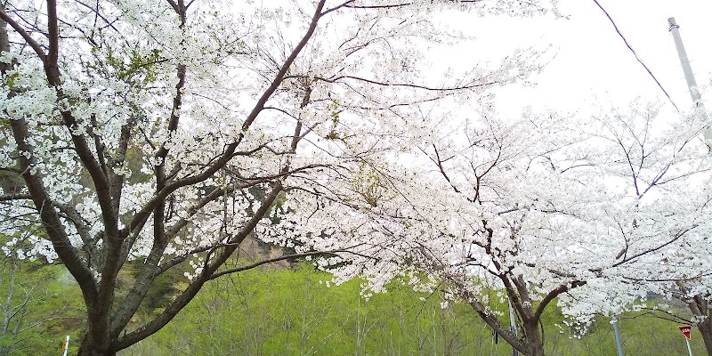 青荷澤の桜